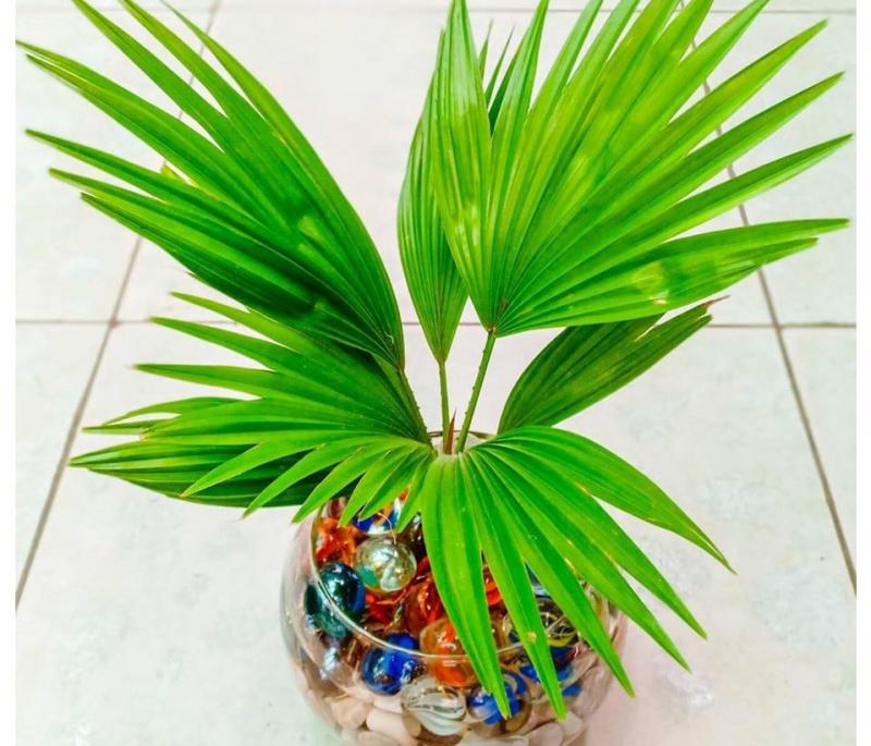 Vườn của Hòa