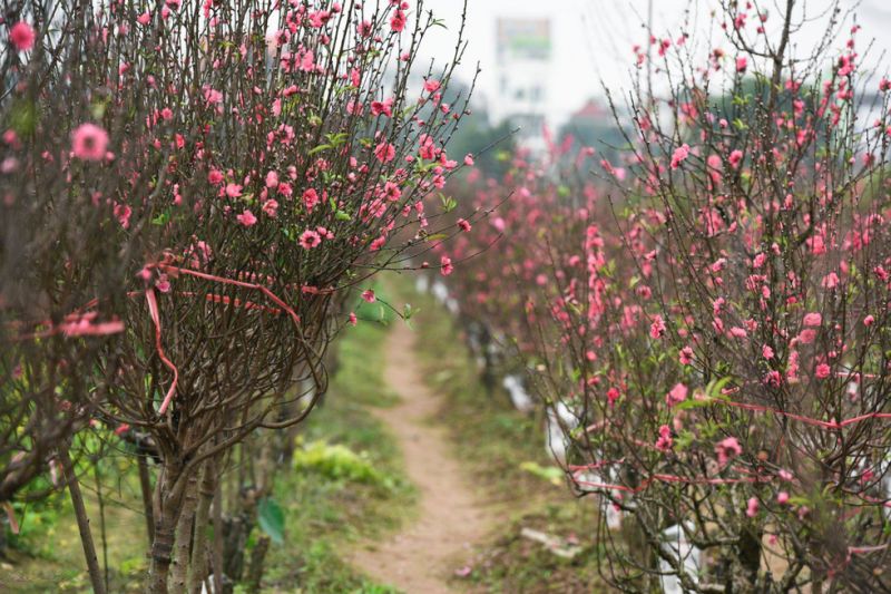 Vườn đào Nhật Tân