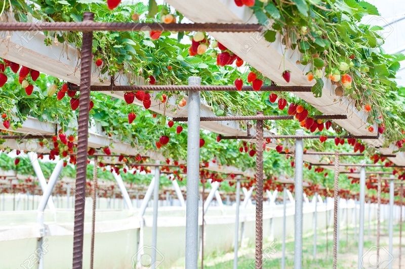 Dâu luôn được canh tác theo hướng đảm đảo nhất