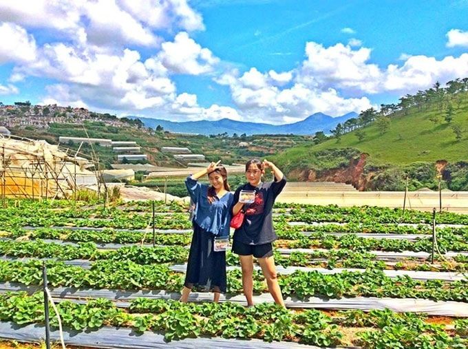 Trại dâu chú Hùng