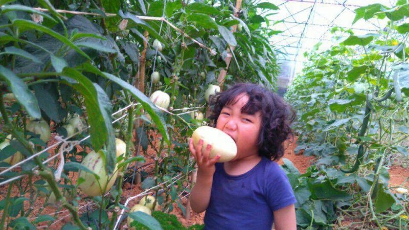 Vườn dưa hấu Pepino