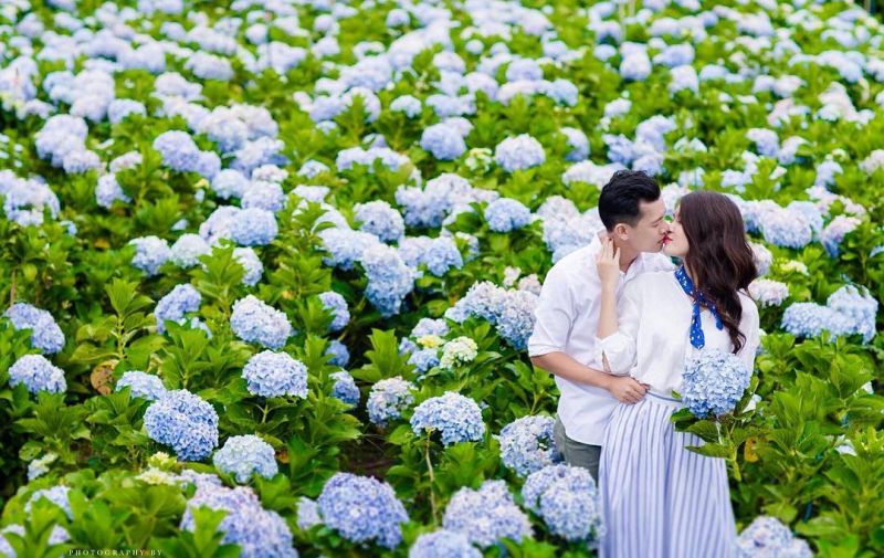 Vườn hoa cẩm tú cầu (Lâm Hà - Lâm Đồng)