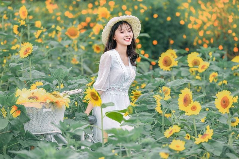 Vườn hoa hướng dương