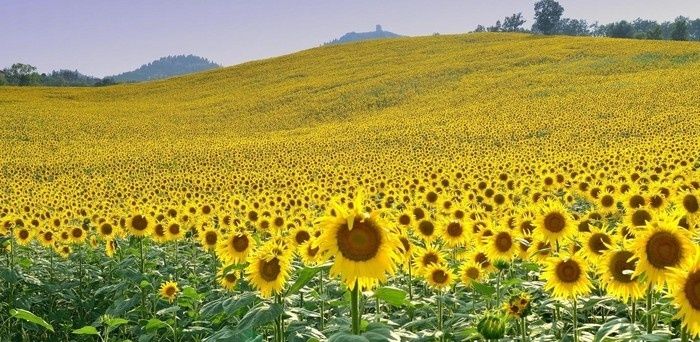 Cánh đồng hoa hướng dương