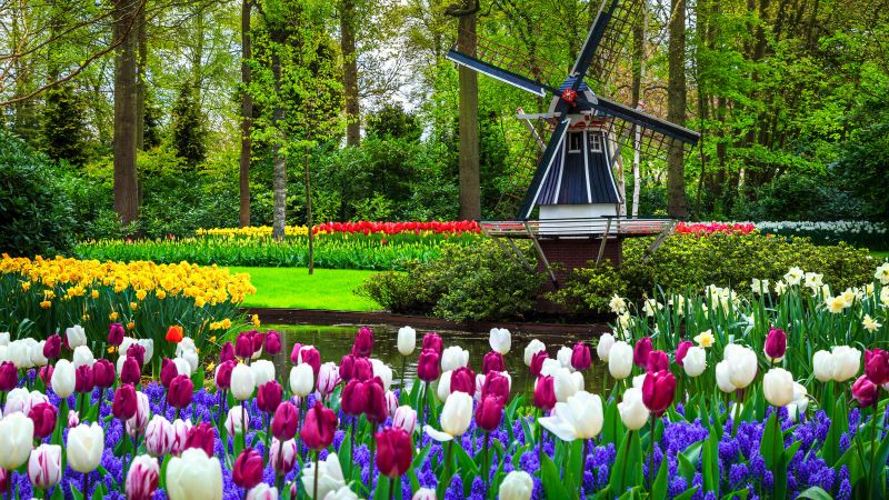 Vườn hoa Keukenhof, Hà Lan