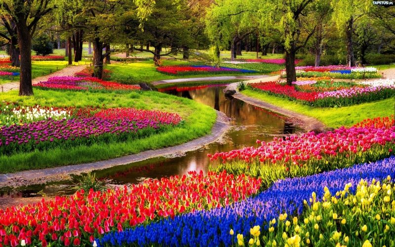 Vườn hoa Keukenhof tại Hà Lan