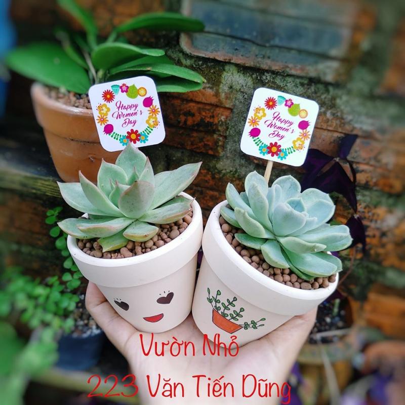 Vườn Nhỏ - Sen đá, xương rồng, cây văn phòng Đà Nẵng