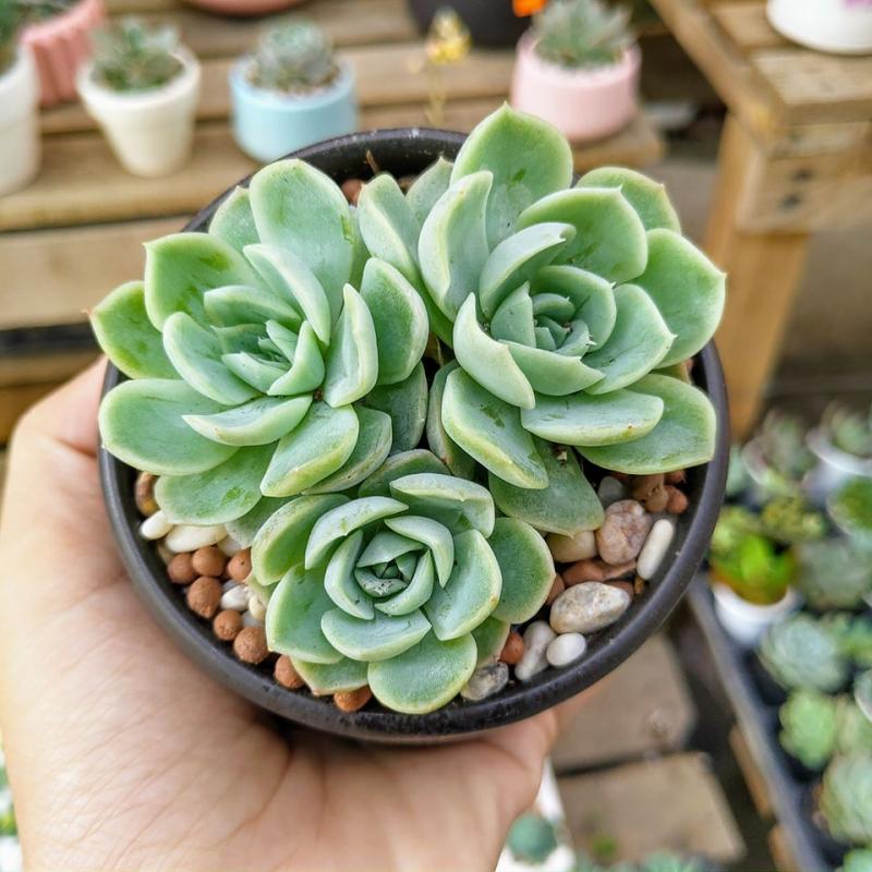 Vườn Nhỏ - Sen đá, xương rồng, cây văn phòng Đà Nẵng