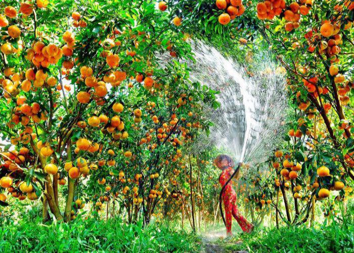 Vườn quýt hồng Lai Vung