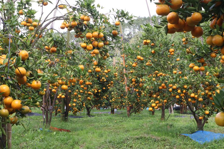 Vườn quýt hồng Lai Vung