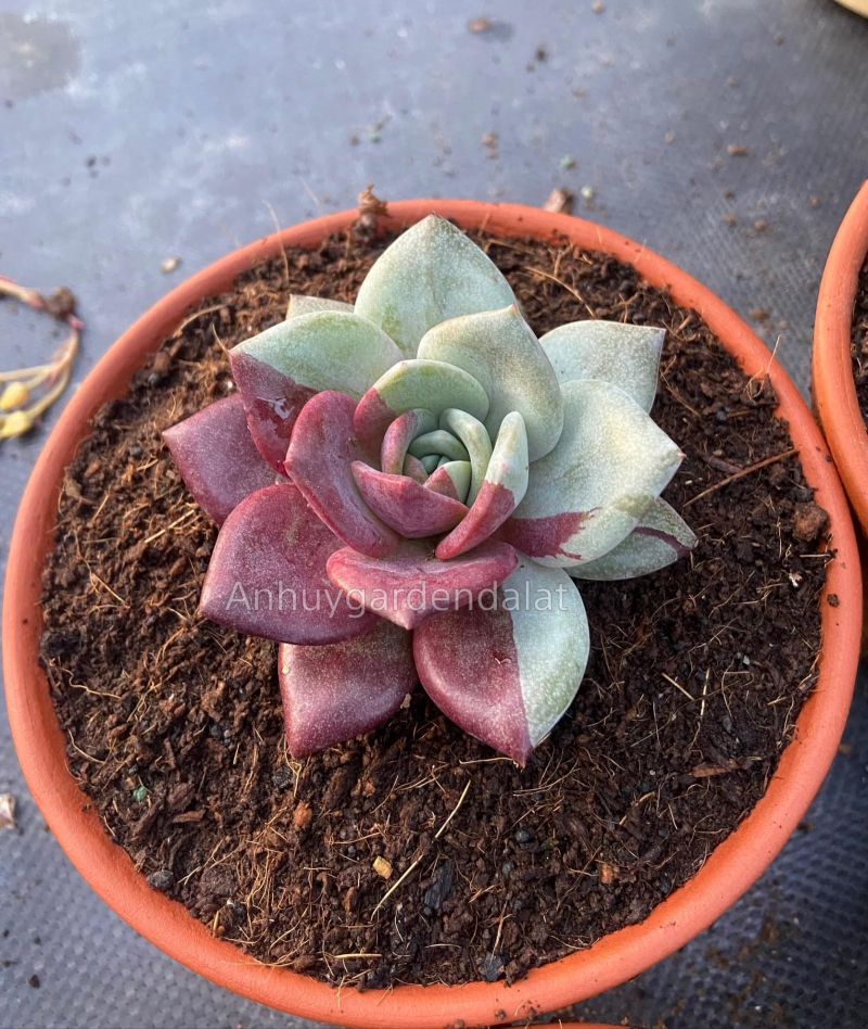 Vườn Sen Đá An Huy - Succulent Đà Lạt