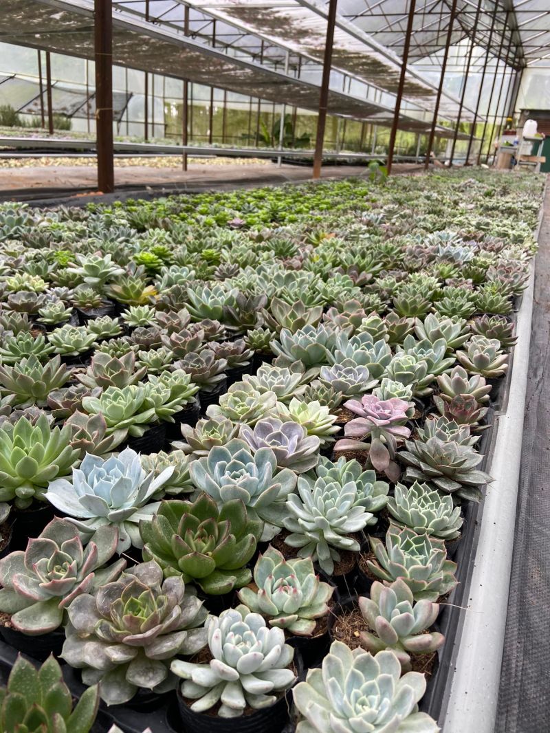 Vườn Sen Đá An Huy - Succulent Đà Lạt
