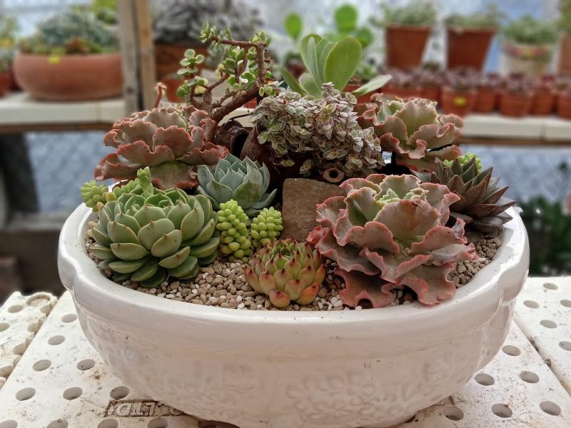 Vườn sen đá Thủ Dầu Một