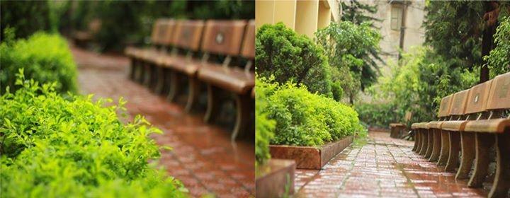 Vườn cây cảnh được sinh viên Tài Chính gọi bằng cái tên thân thương 