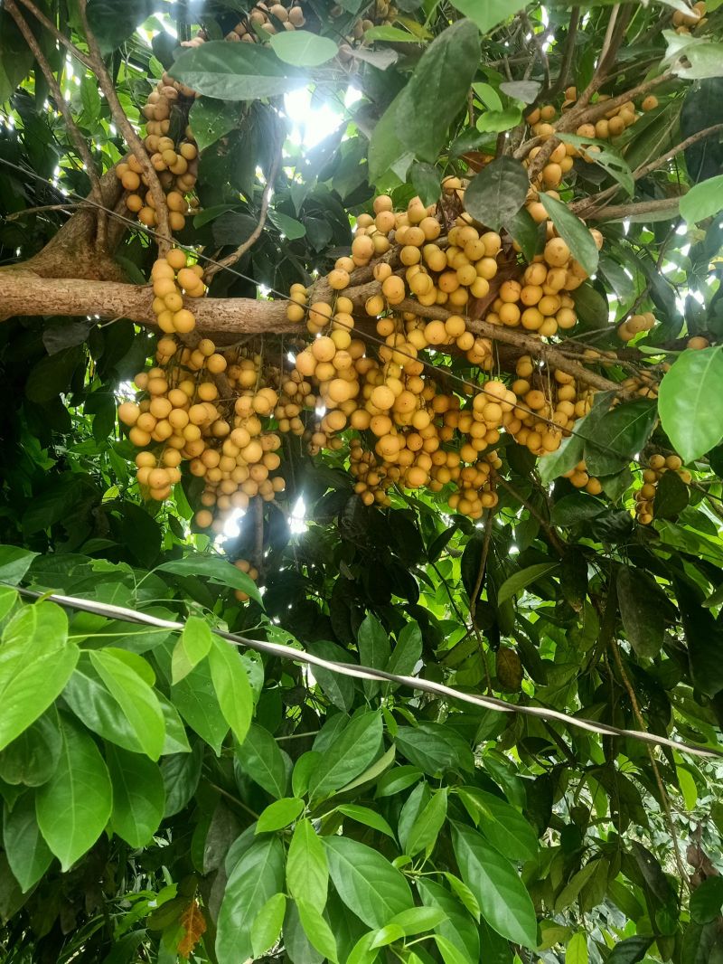 Vườn trái cây Hiếu