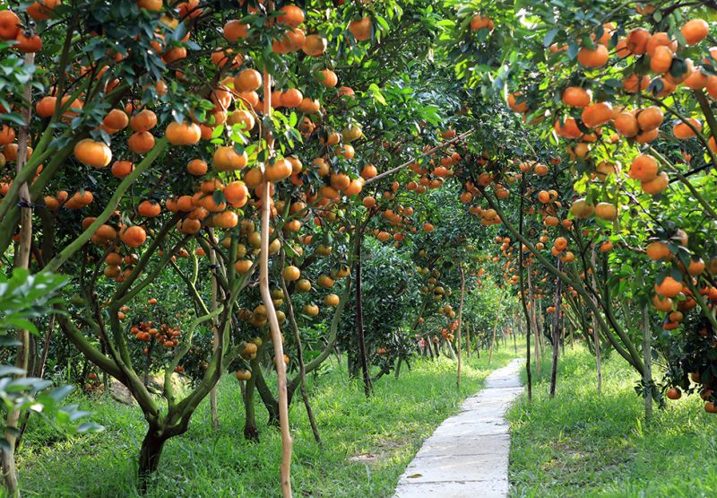 Bến Tre tôi yêu