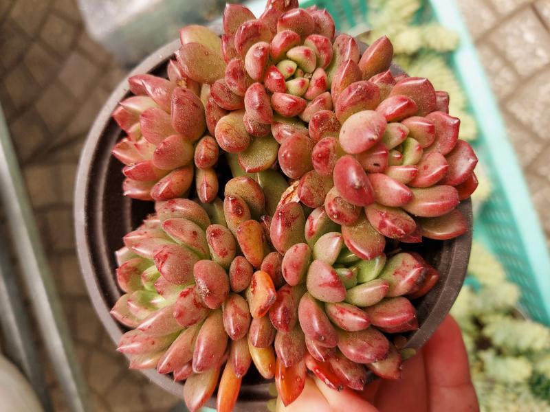 Vườn xương rồng, sen đá Tam Kỳ