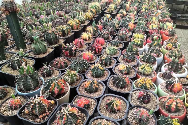 Vườn xương rồng, sen đá Tam Kỳ