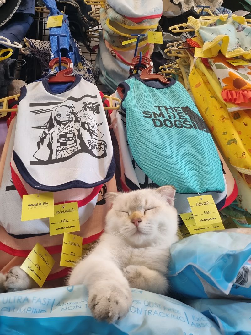 Wind Fin Pet Shop
