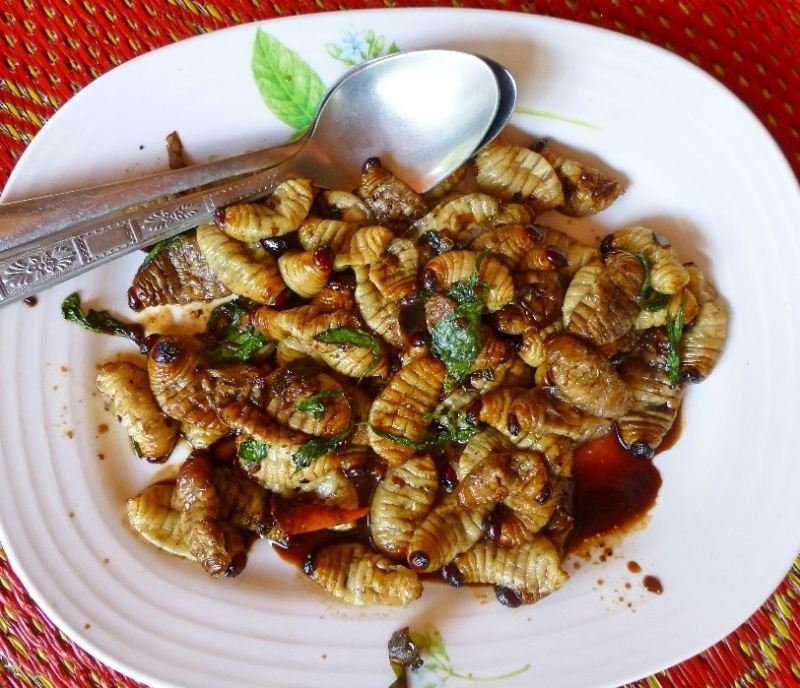 Witchetty Grub