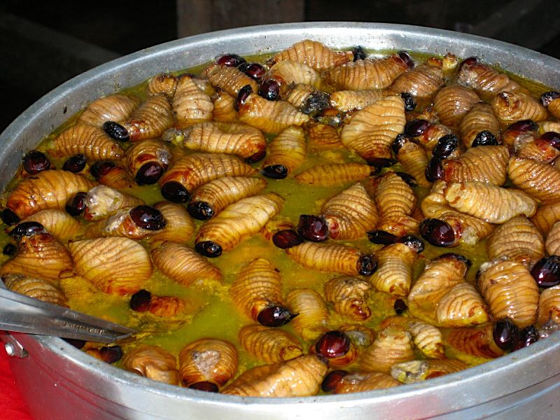 Witchetty Grub