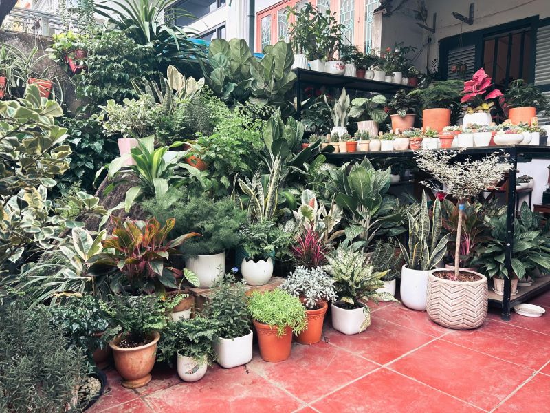Xanu Plants