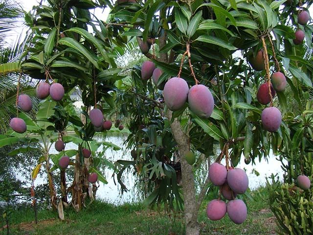 Xoài tứ quý
