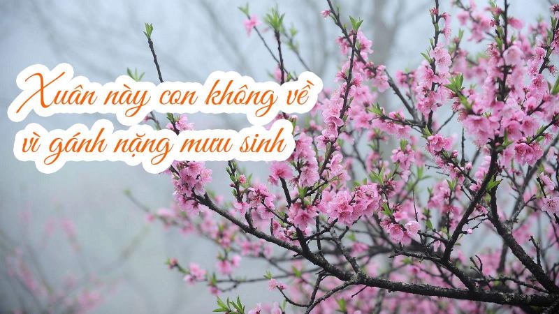 Xuân xa quê