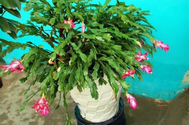 Xương rồng càng cua