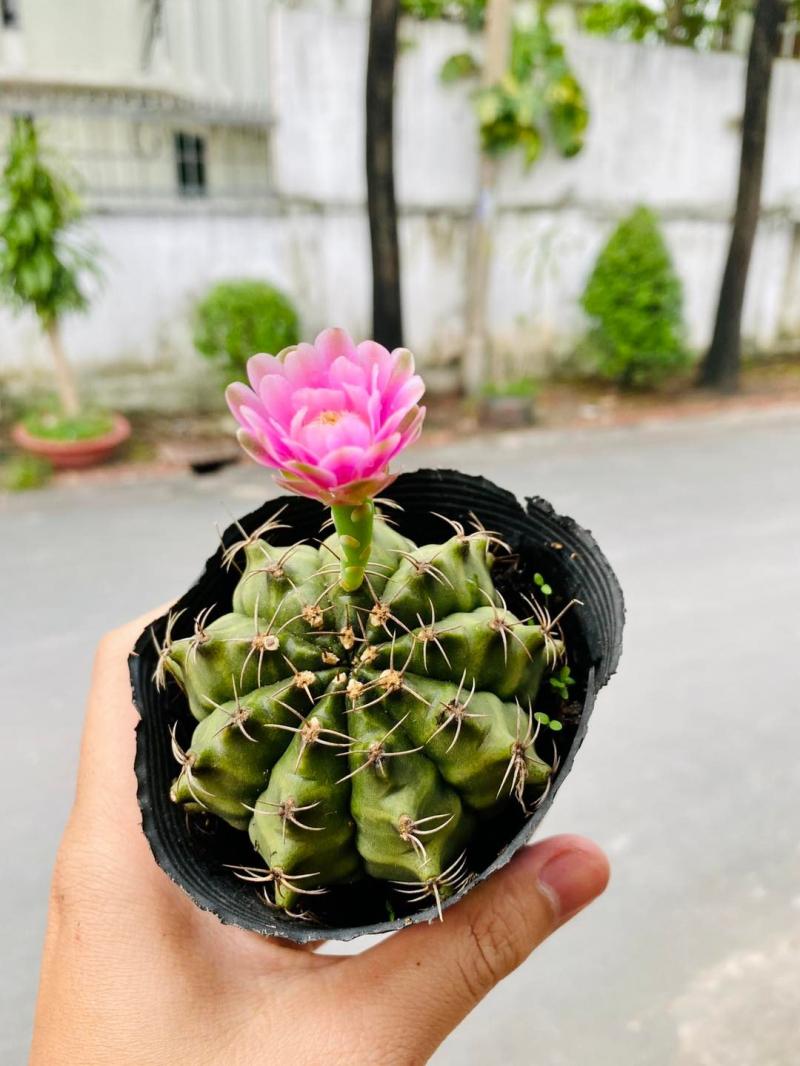 Xương rồng, Sen đá Hố Nai - Biên Hoà