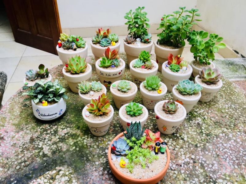 Xương rồng - Sen đá Vĩnh Phúc