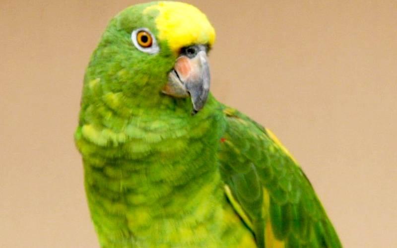 Yellow-crowned Amazon cũng là một loài chim vẹt biết nói trong cộng đồng chim vẹt ở vùng Amazon