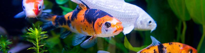 Yoko Koi Farm