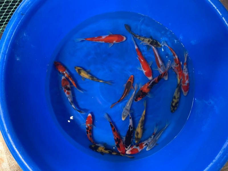 YoKo Koi Farm