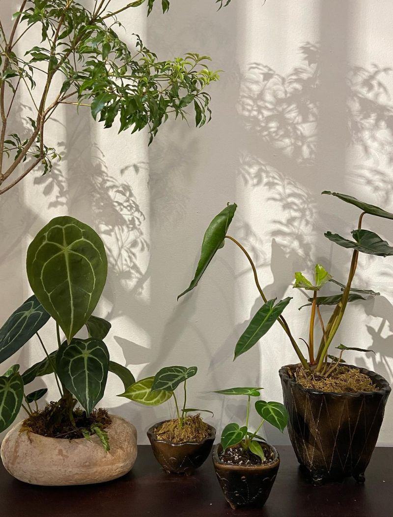 Hãy đến Your Green để khám phá thế giới cây cảnh đa dạng và tìm hiểu cách chăm sóc cây cảnh một cách đúng cách