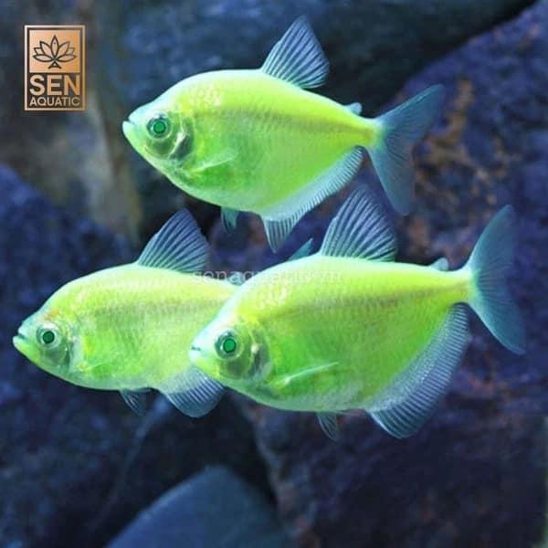 THUỶ SINH QUY NHƠN - ZÀNG Aquascaping