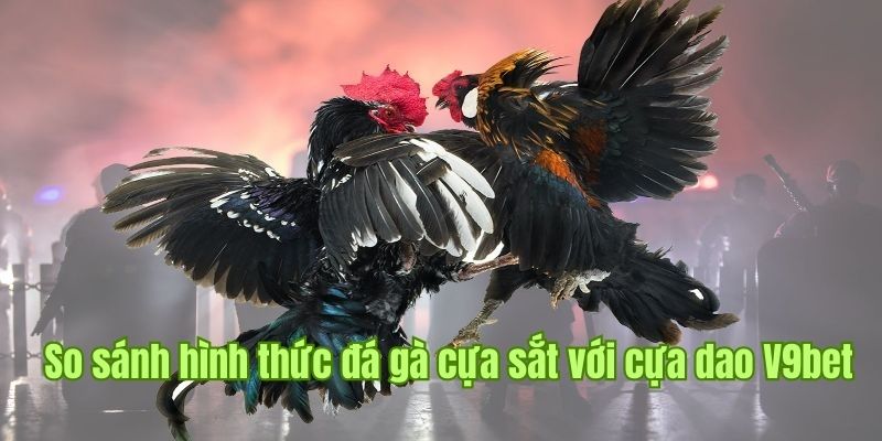 Sức hấp dẫn riêng từ đá gà cựa dao và cựa sắt