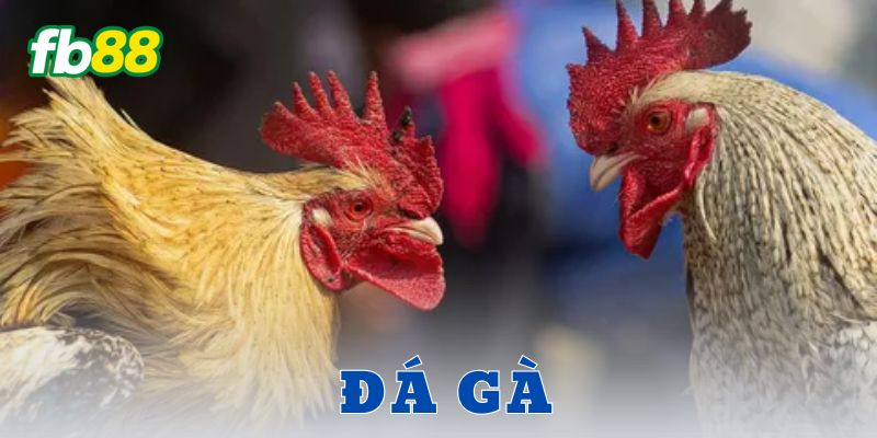 Đá gà FB88 – Cú nổ cá cược khiến dân chơi phát sốt 3 Ví dụ thực tế: Một trận – Ba kèo ăn đậm